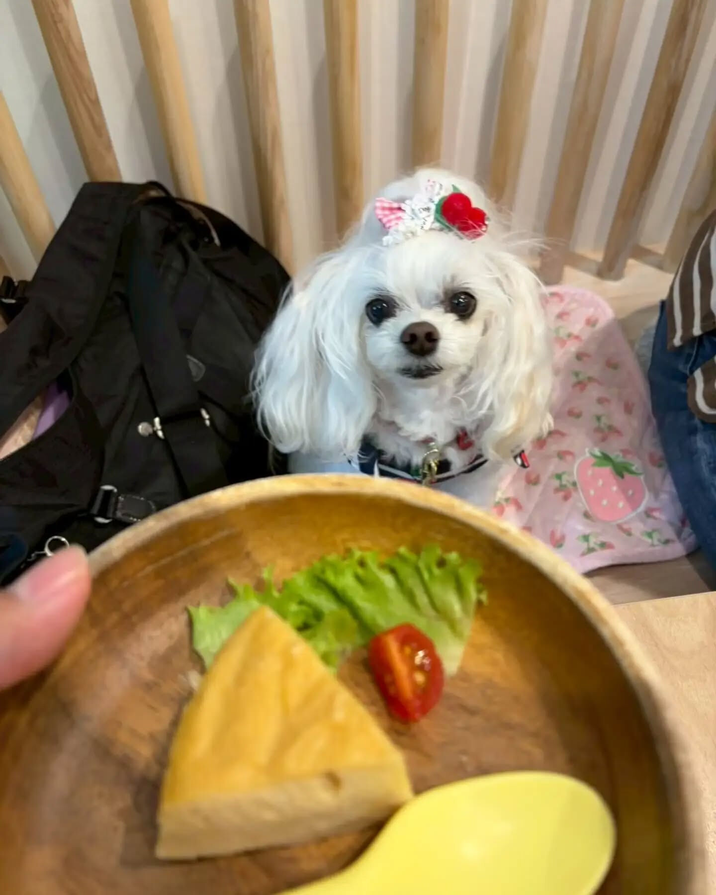 来店わんこのお写真投稿🐶✨
