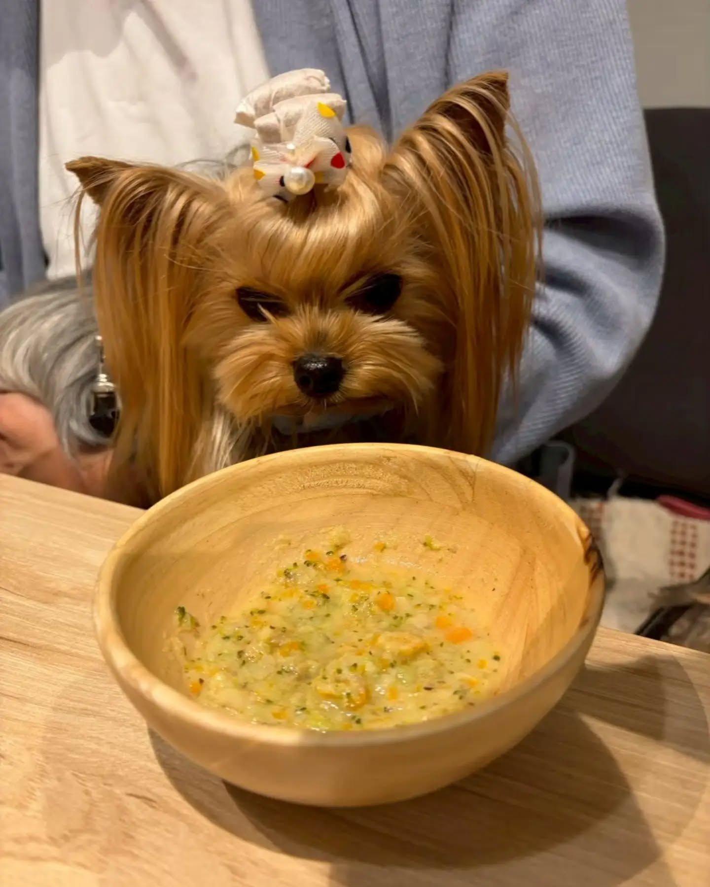 来店わんこのお写真投稿🐶✨
