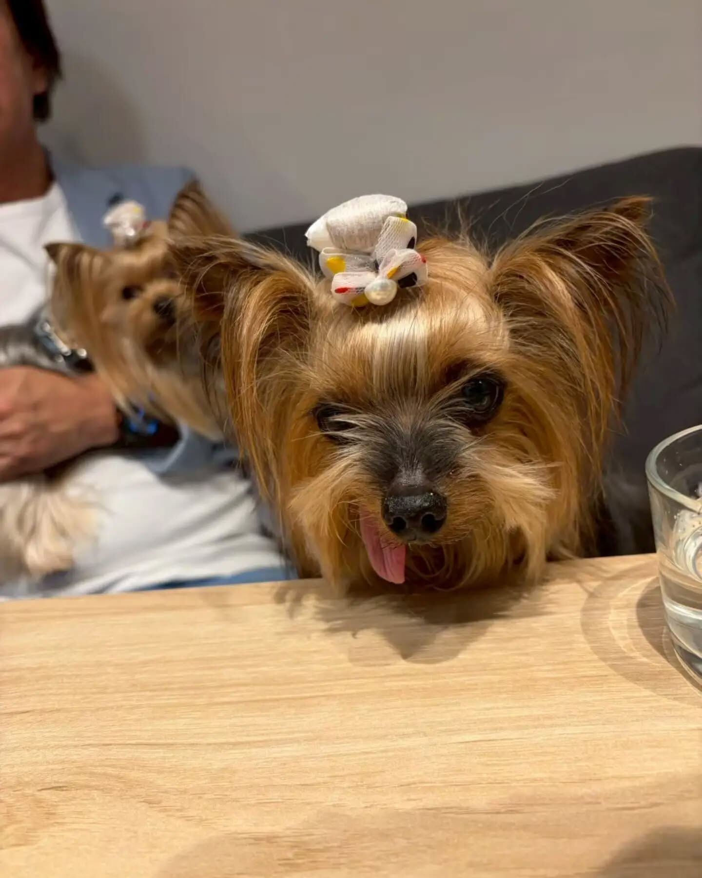 来店わんこのお写真投稿🐶✨