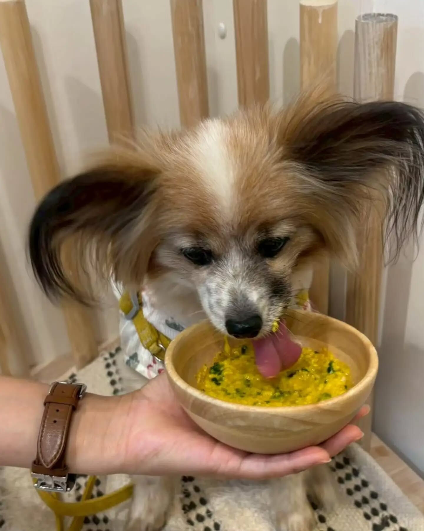 来店わんこのお写真投稿🐶✨